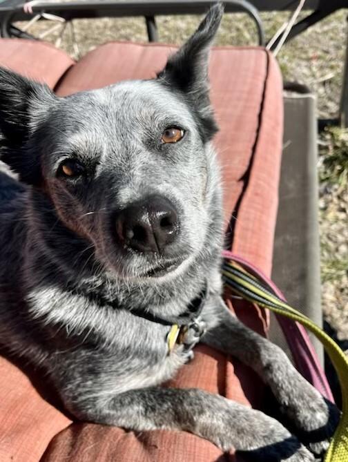 Bryce, Adoptable, Adult Female Australian Cattle Dog / Blue Heeler.