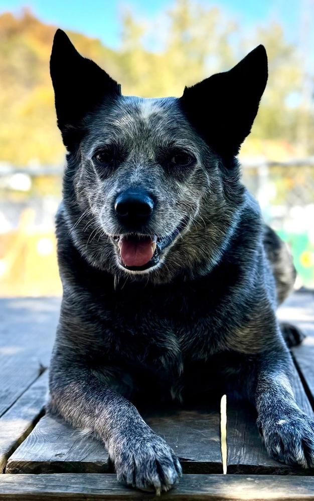 Enlarge Bryce, a Adoptable Australian Cattle Dog / Blue Heeler in Elmsford, NY image 5/6