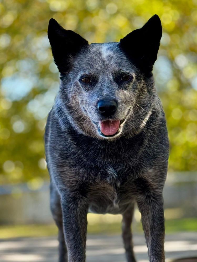 Enlarge Bryce, a Adoptable Australian Cattle Dog / Blue Heeler in Elmsford, NY image 6/6