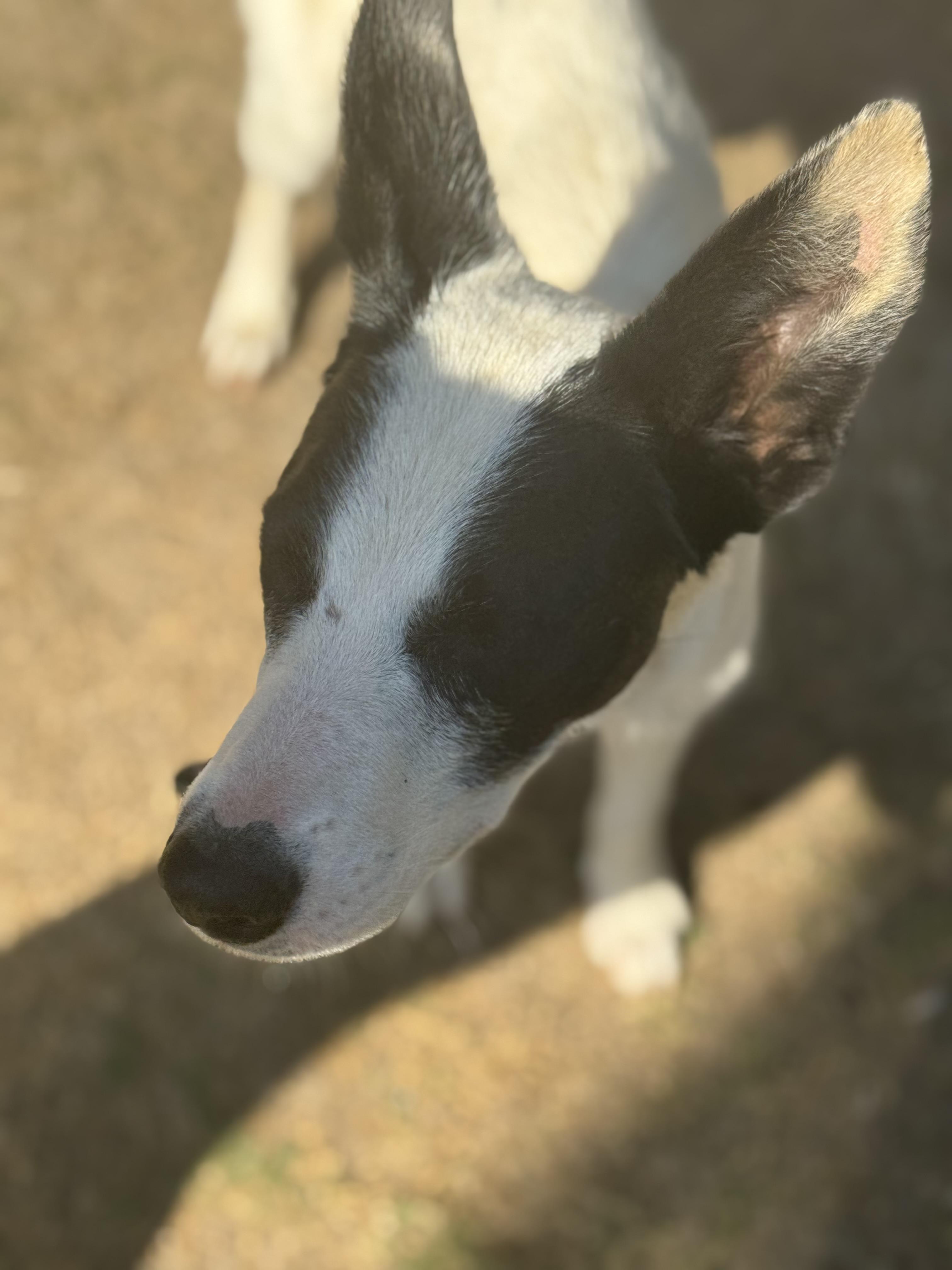 Enlarge Precious, a Adoptable mixed breed in Bakersfield, CA image 1/6
