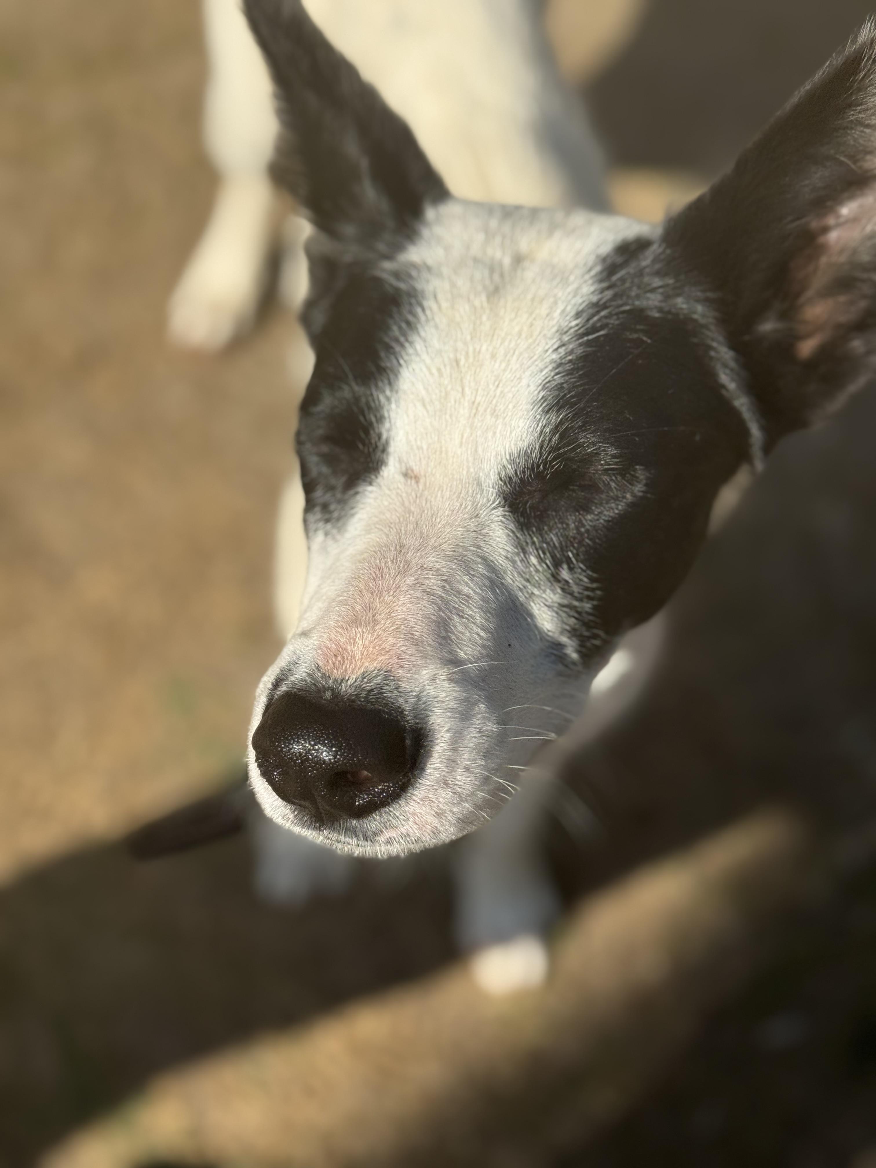 Enlarge Precious, a Adoptable mixed breed in Bakersfield, CA image 2/6