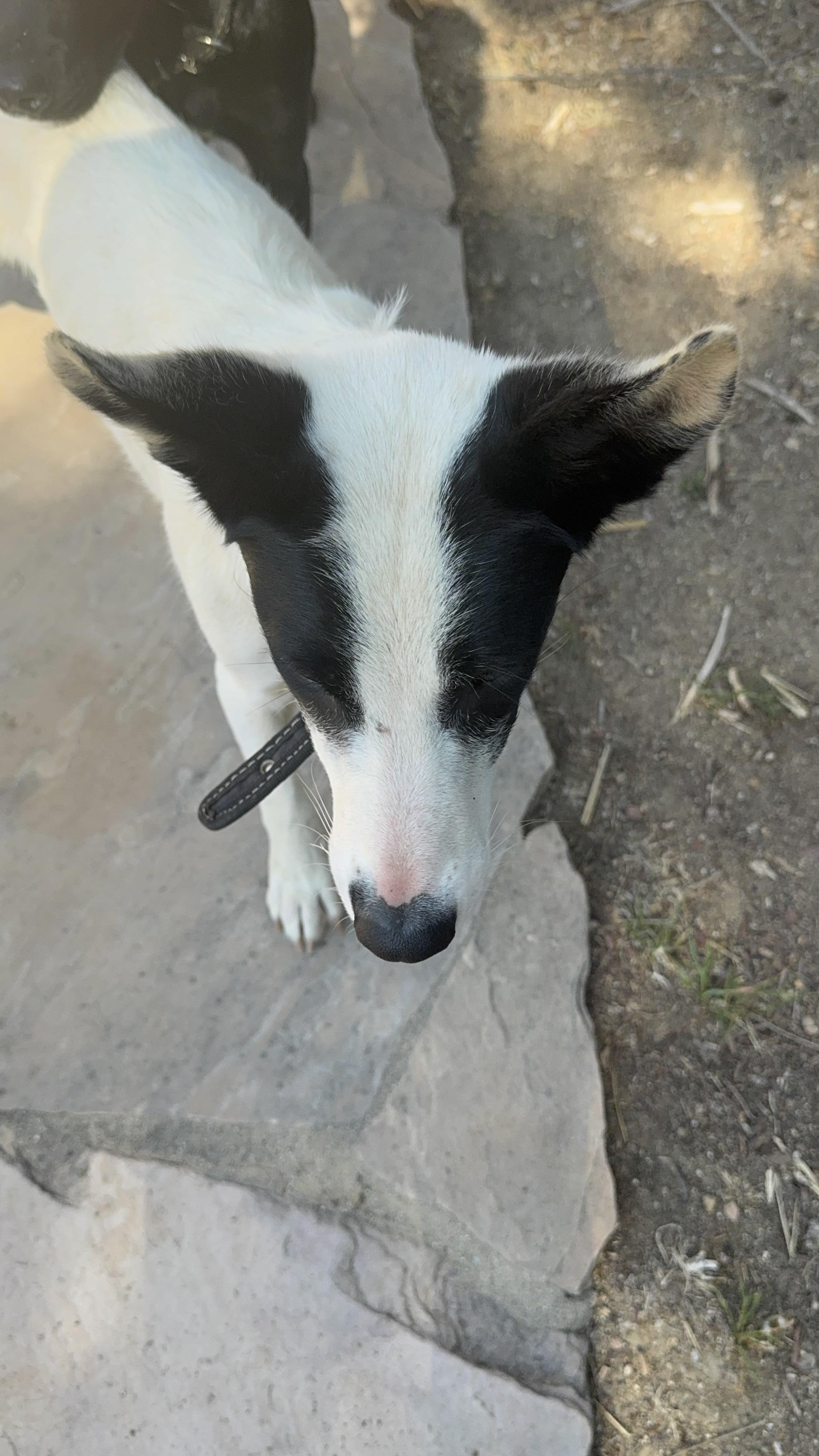 Enlarge Precious, a Adoptable mixed breed in Bakersfield, CA image 3/6