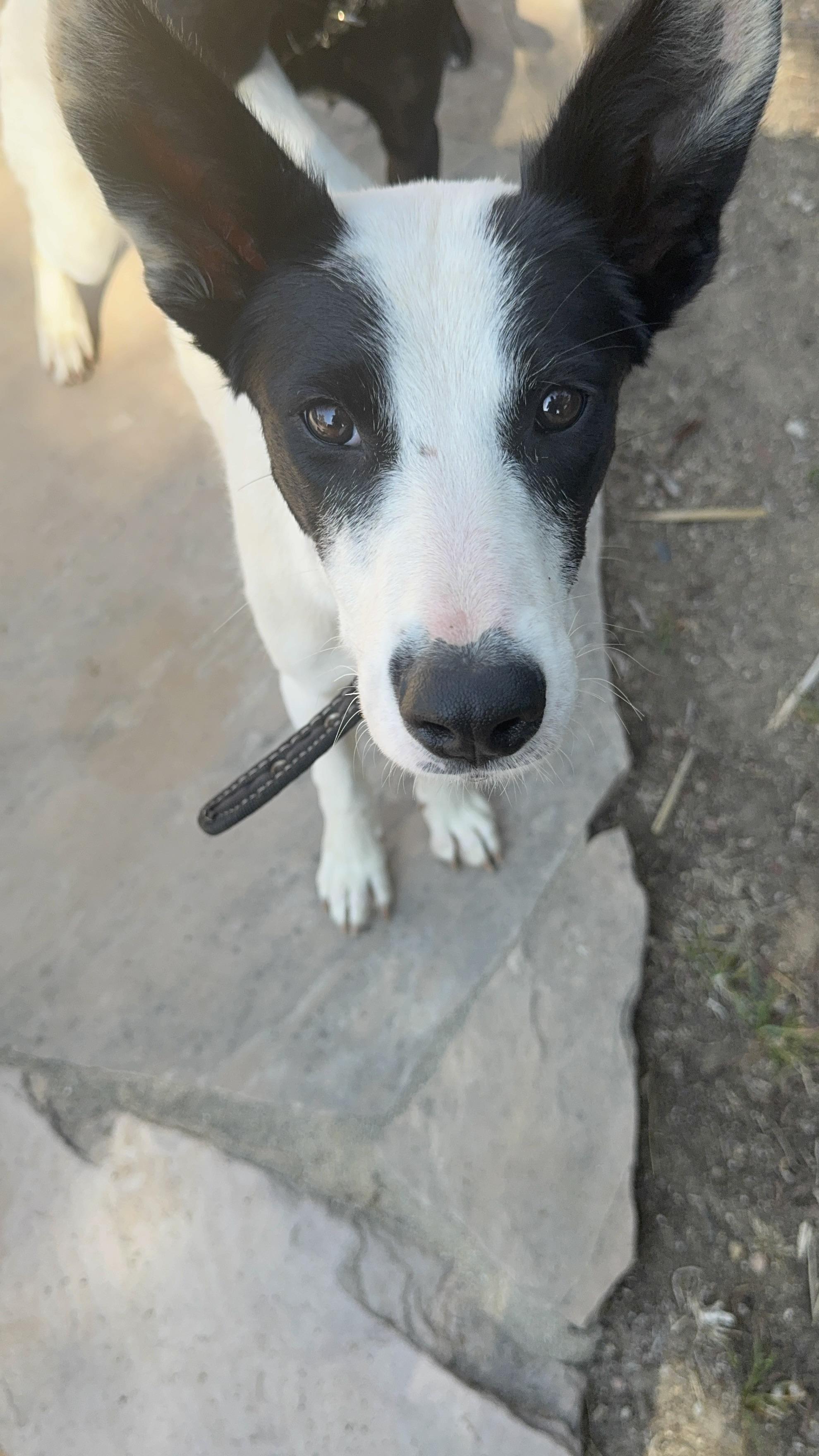 Enlarge Precious, a Adoptable mixed breed in Bakersfield, CA image 4/6