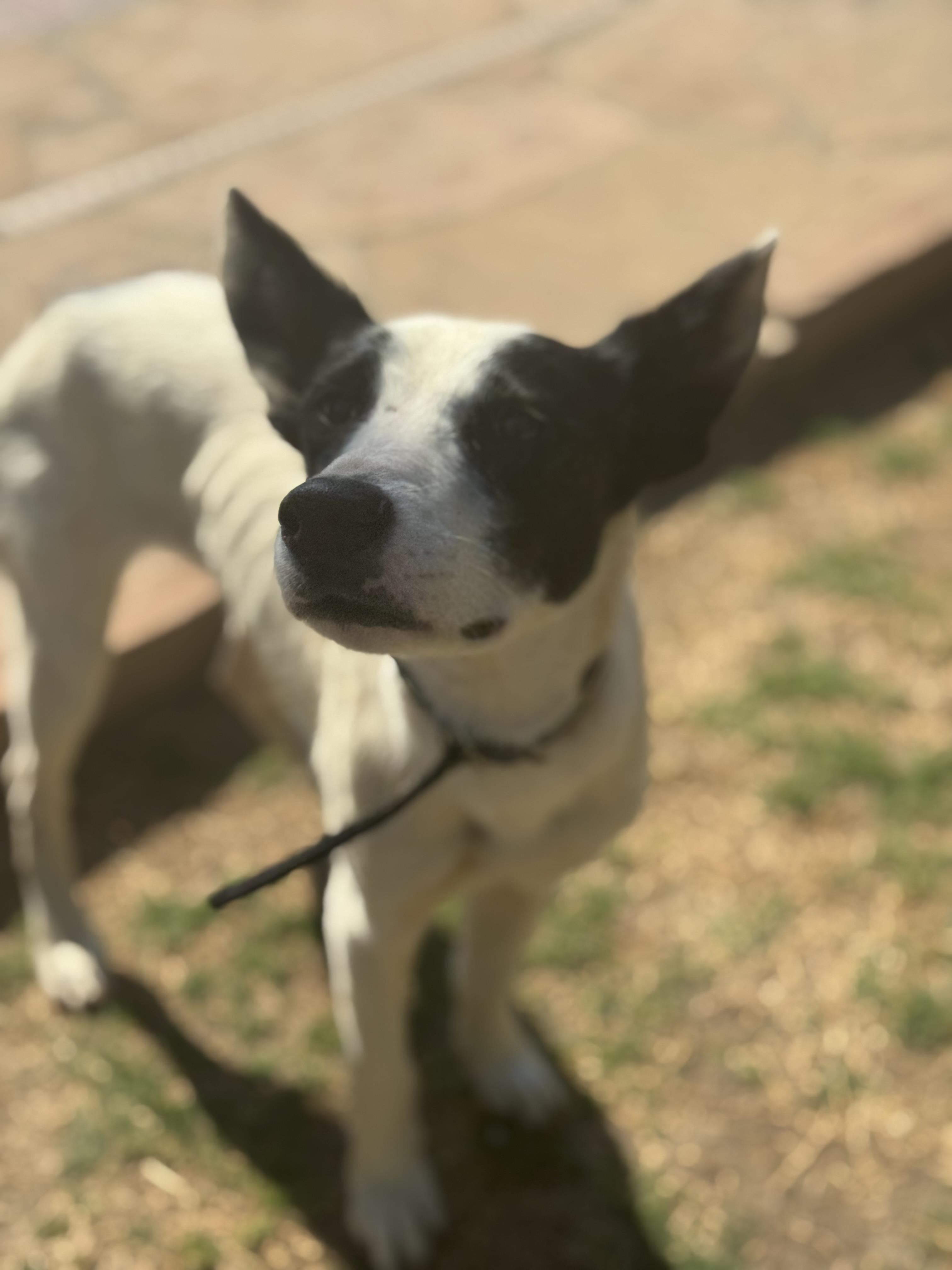 Enlarge Precious, a Adoptable mixed breed in Bakersfield, CA image 5/6