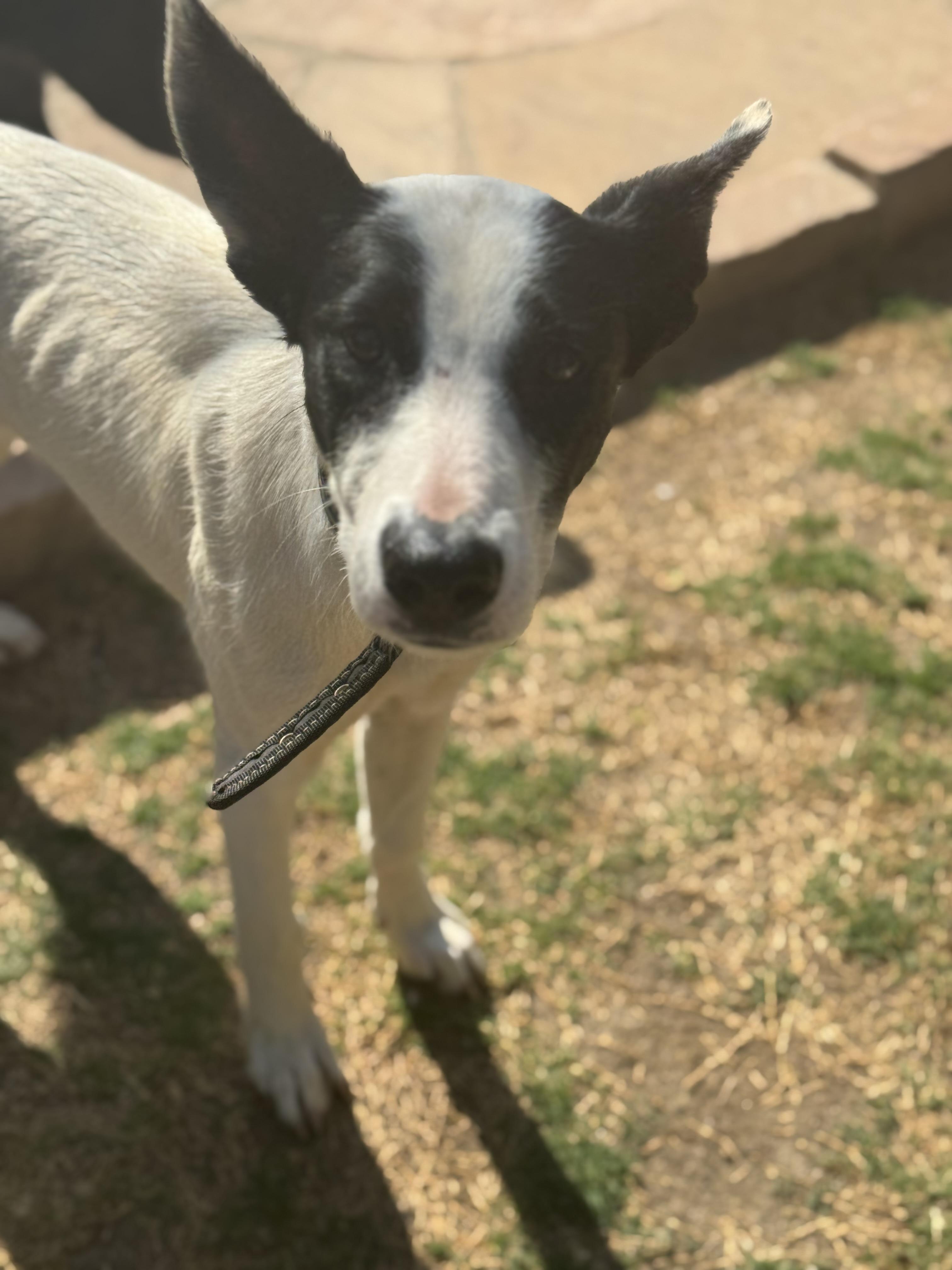 Enlarge Precious, a Adoptable mixed breed in Bakersfield, CA image 6/6