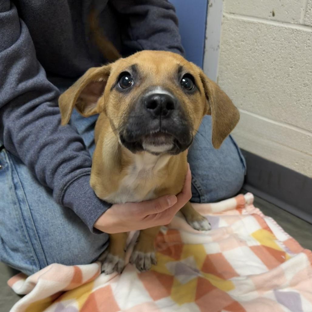 Tommy, Adoptable, Puppy Male Mixed Breed.