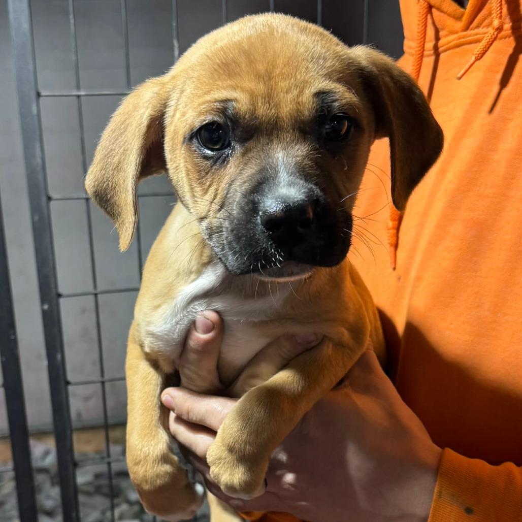 Enlarge Tommy, a Adoptable Mixed Breed in DeKalb, IL image 1/2