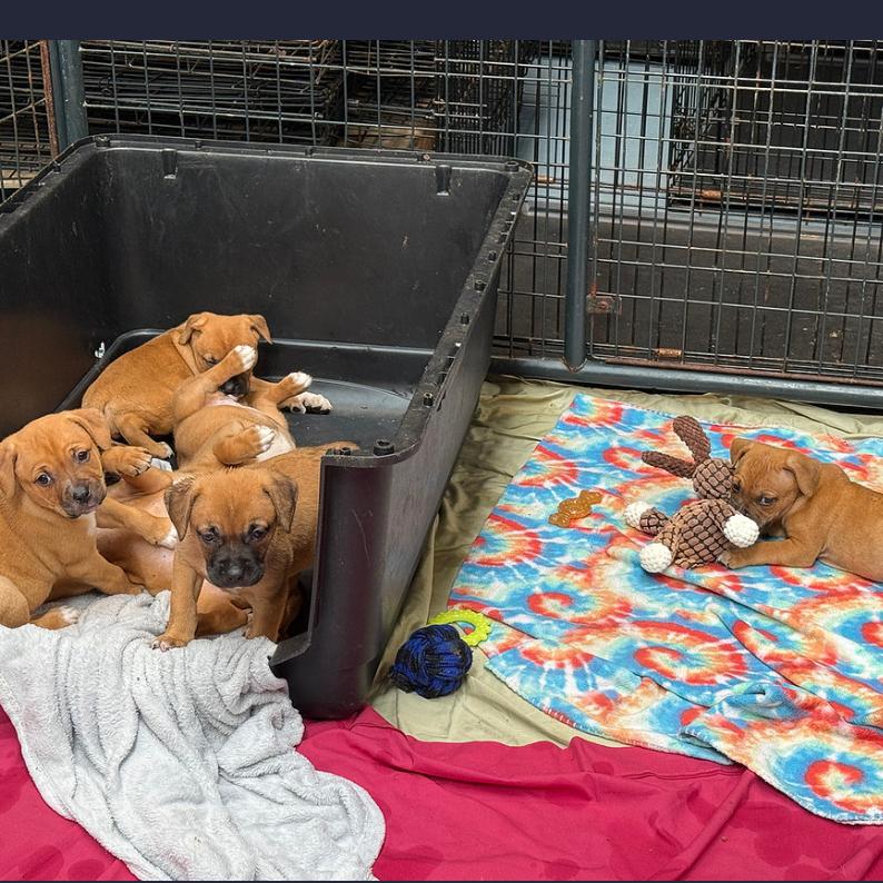 Enlarge Tommy, a Adoptable Mixed Breed in DeKalb, IL image 2/2
