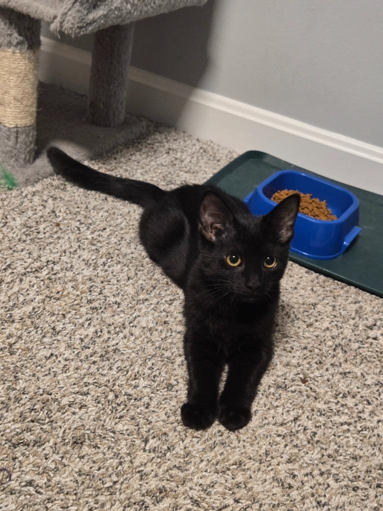 Divya Katdare, Adopted, Kitten Female Domestic Short Hair.