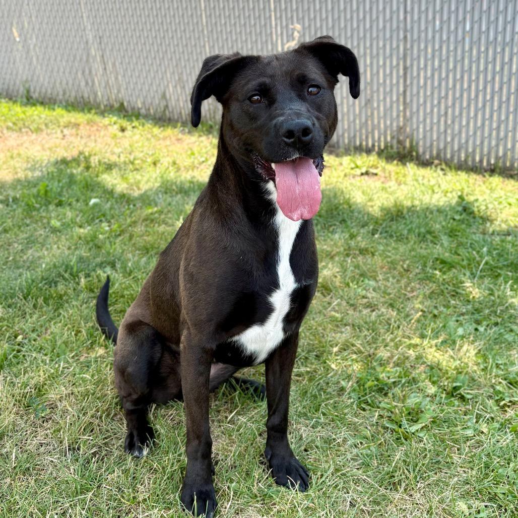 Lizzette, Adoptable, Young Female Mixed Breed.