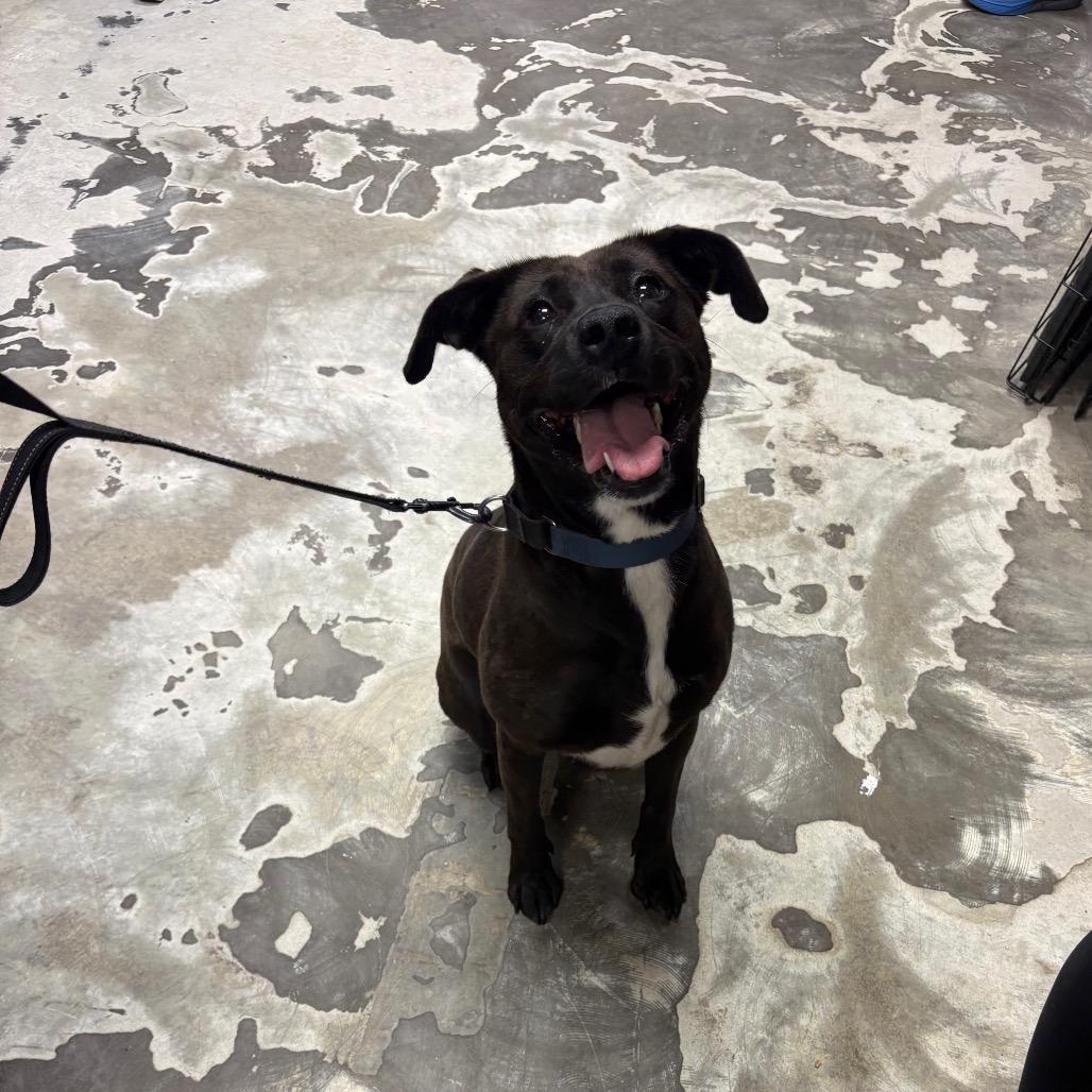 Lizzette, a Adoptable Mixed Breed in Spokane, WA image 2/6