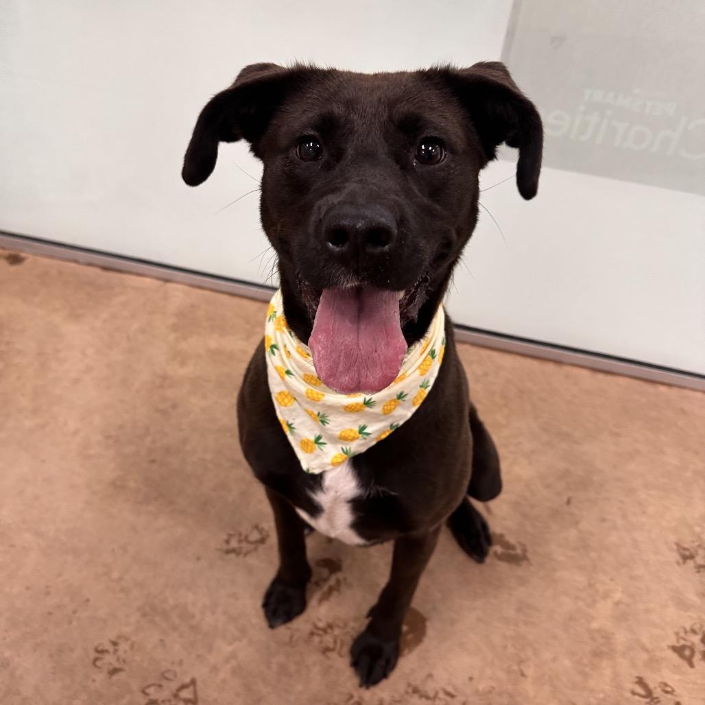 Lizzette, a Adoptable Mixed Breed in Spokane, WA image 3/6
