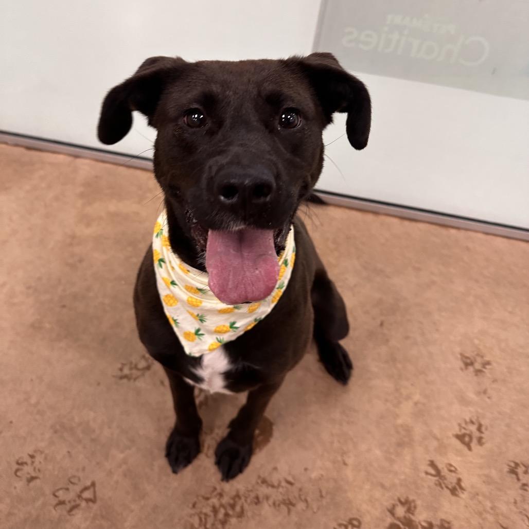 Lizzette, a Adoptable Mixed Breed in Spokane, WA image 4/6