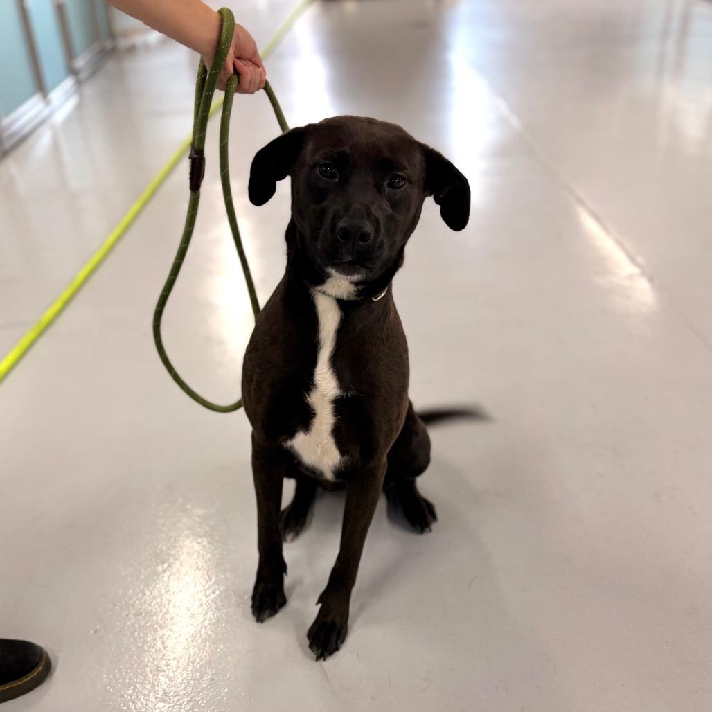 Lizzette, a Adoptable Mixed Breed in Spokane, WA image 5/6