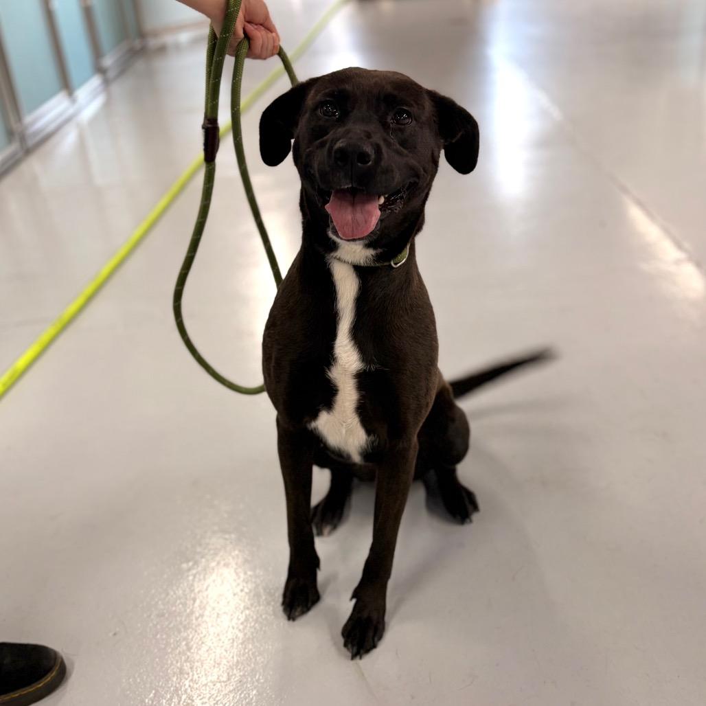 Lizzette, a Adoptable Mixed Breed in Spokane, WA image 6/6