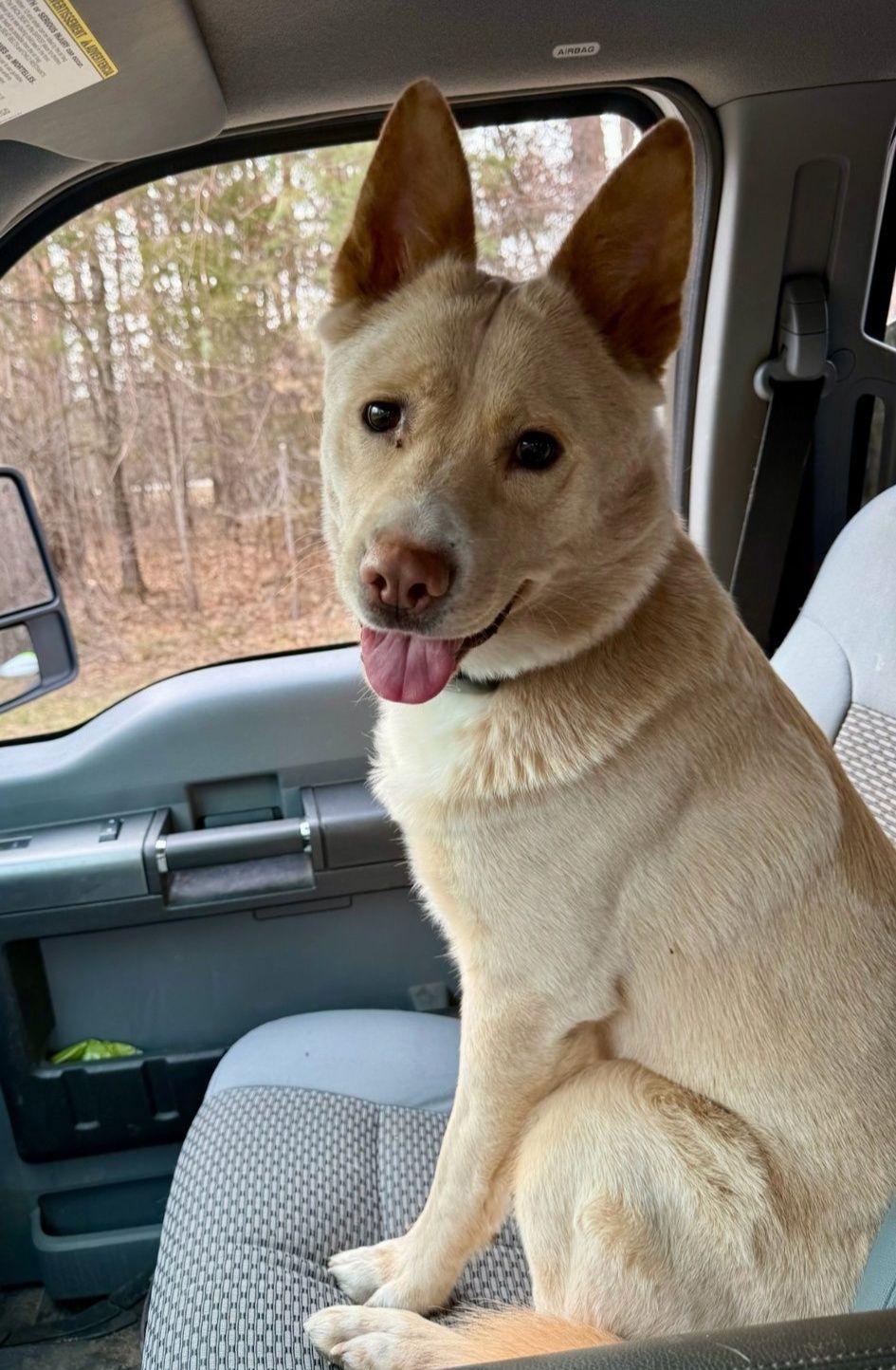 Winnie, a Adopted mixed breed in Crystal, MN image 1/3