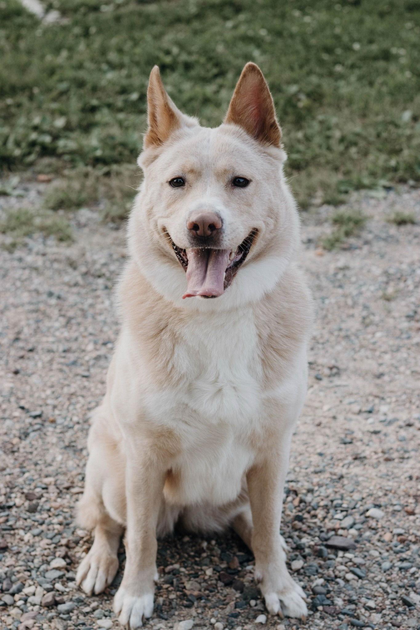 Winnie, a Adopted mixed breed in Crystal, MN image 2/3