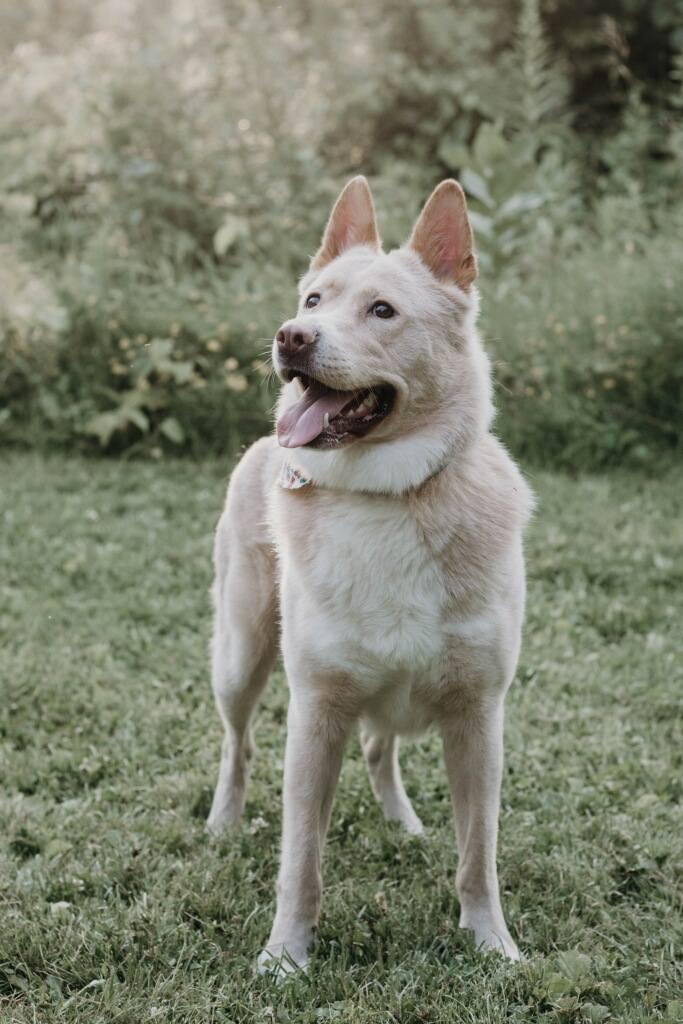 Winnie, a Adopted mixed breed in Crystal, MN image 3/3