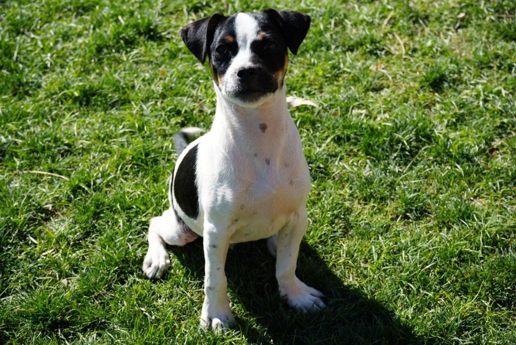 Enlarge Eugene, a Adoptable mixed breed in Coachella, CA image 1/5