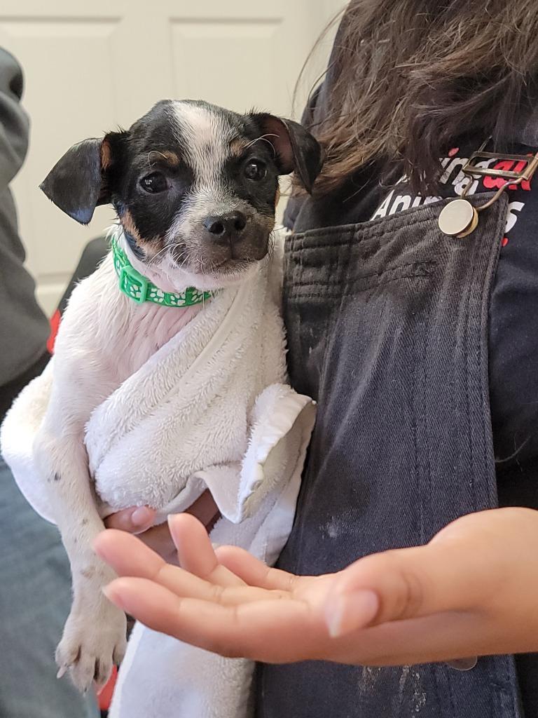 Enlarge Eugene, a Adoptable mixed breed in Coachella, CA image 2/5