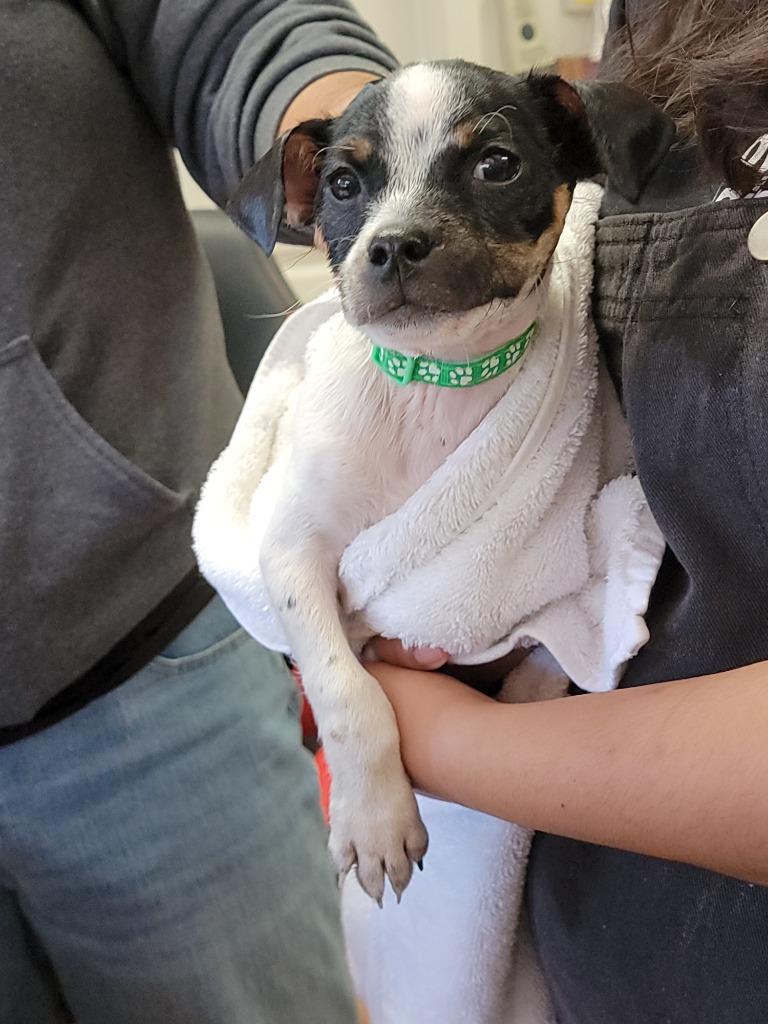 Enlarge Eugene, a Adoptable mixed breed in Coachella, CA image 3/5