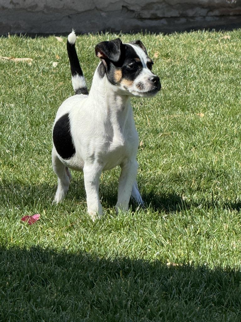 Enlarge Eugene, a Adoptable mixed breed in Coachella, CA image 4/5