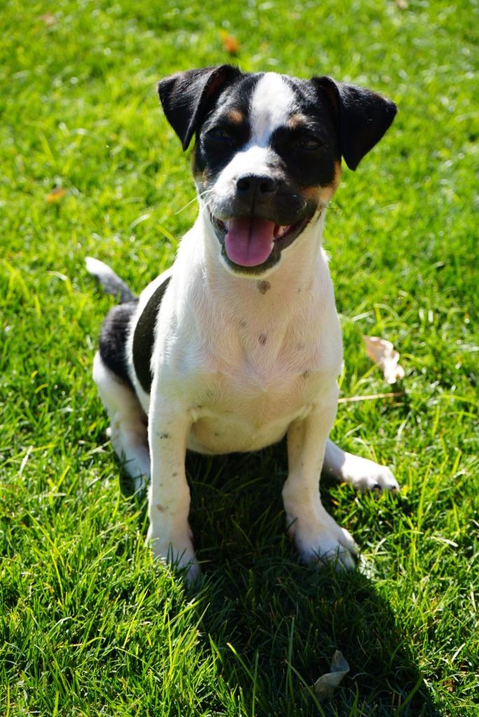 Enlarge Eugene, a Adoptable mixed breed in Coachella, CA image 5/5