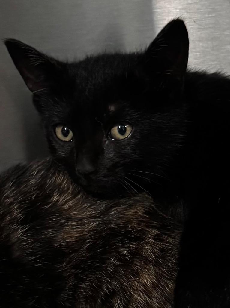 Kingsley 26, Adoptable, Kitten Male Domestic Short Hair.