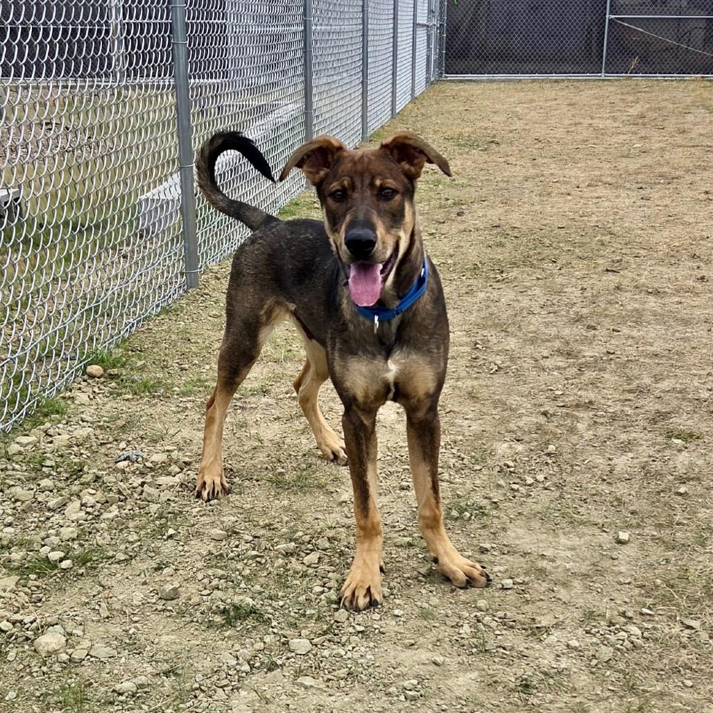 Enlarge Prank, a Adoptable mixed breed in Great Falls, MT image 1/6