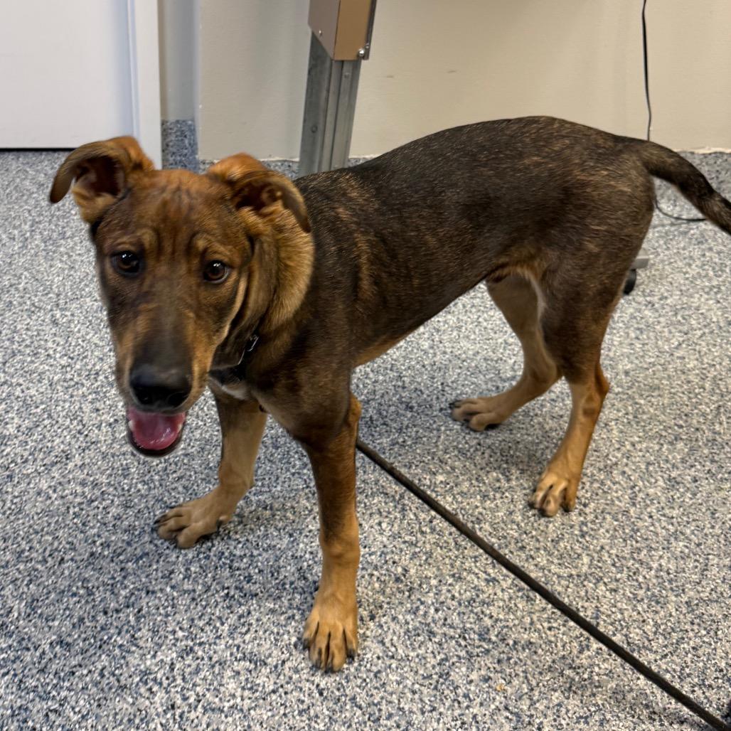 Enlarge Prank, a Adoptable mixed breed in Great Falls, MT image 2/6