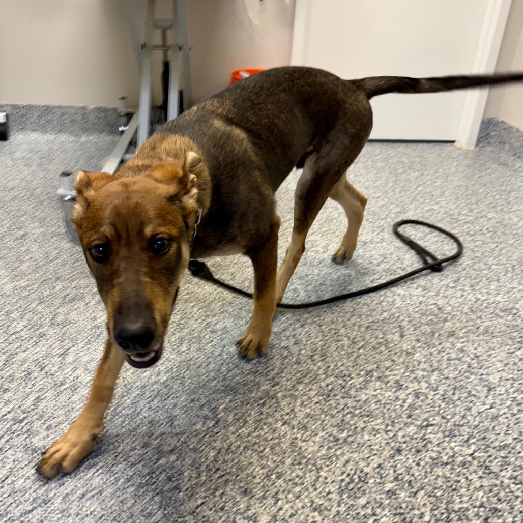 Enlarge Prank, a Adoptable mixed breed in Great Falls, MT image 3/6