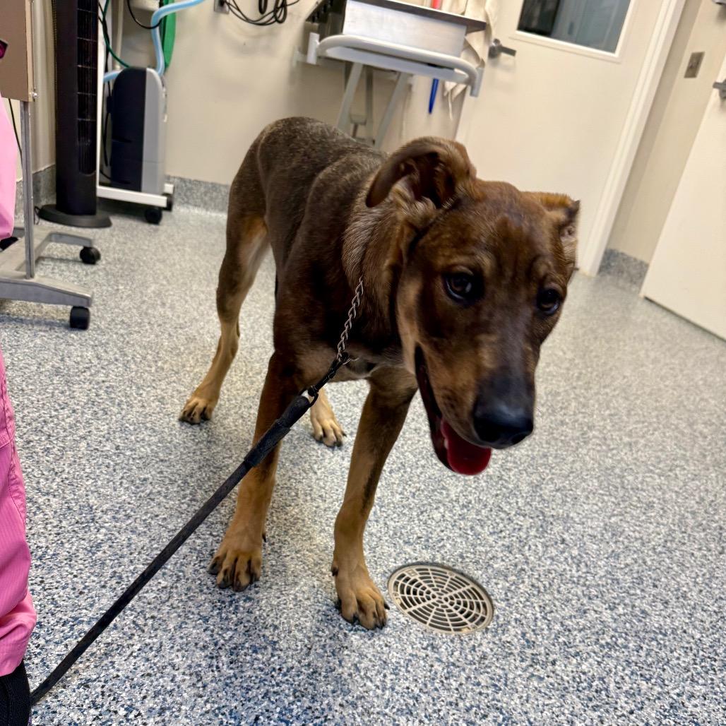 Enlarge Prank, a Adoptable mixed breed in Great Falls, MT image 4/6
