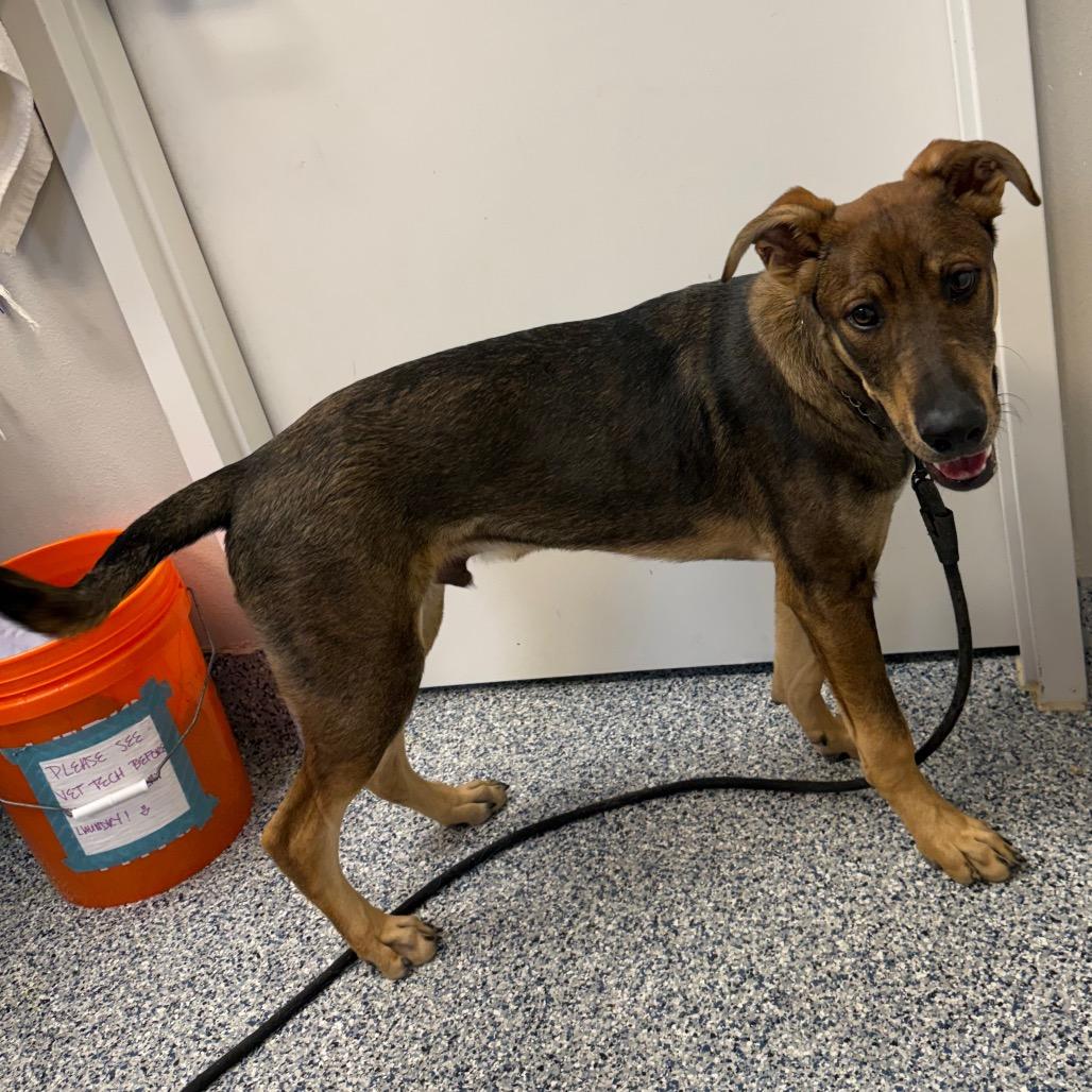 Enlarge Prank, a Adoptable mixed breed in Great Falls, MT image 5/6