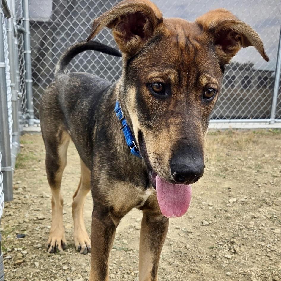 Enlarge Prank, a Adoptable mixed breed in Great Falls, MT image 6/6