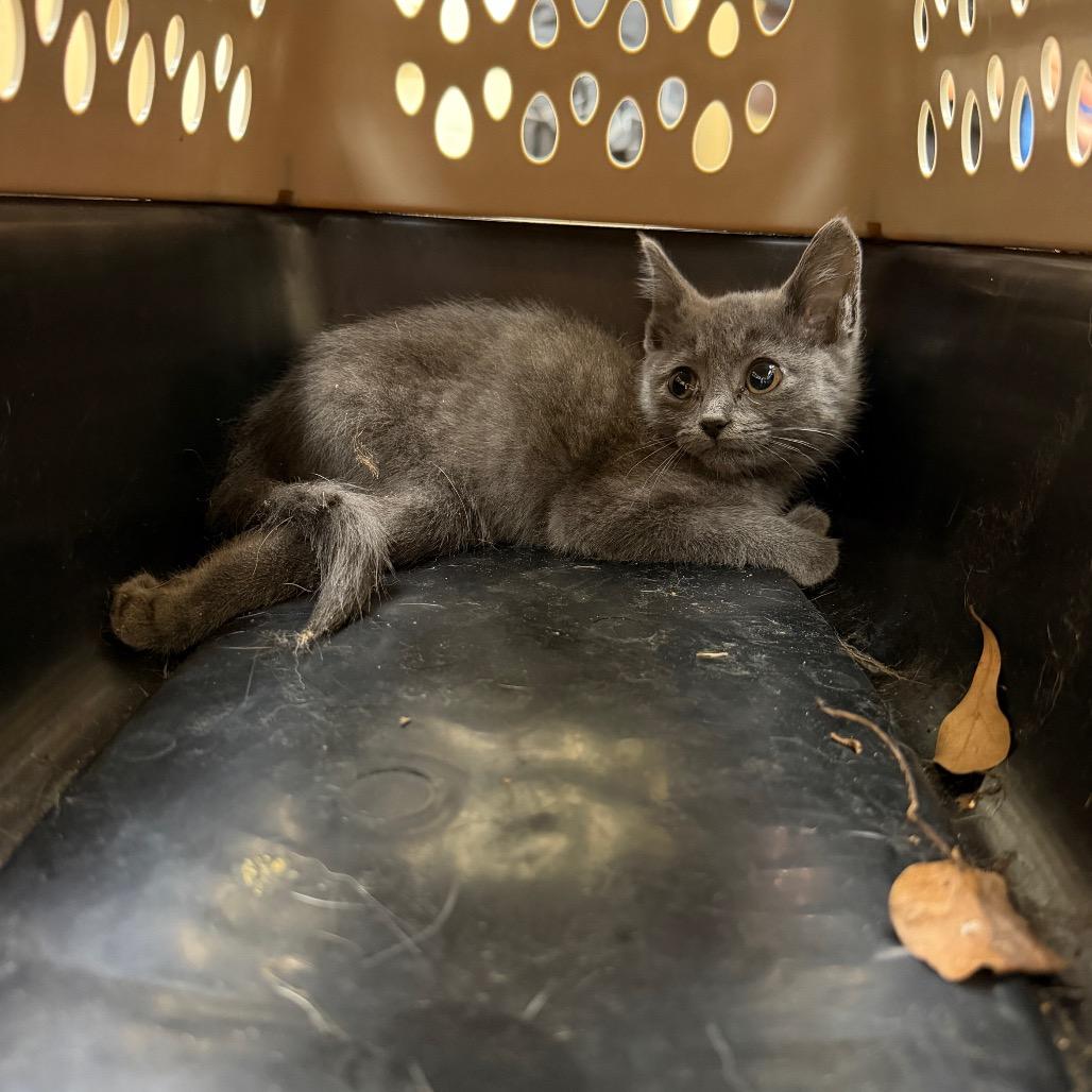 Enlarge Hopscotch, a Adoptable Domestic Short Hair in Winston Salem, NC image 4/4