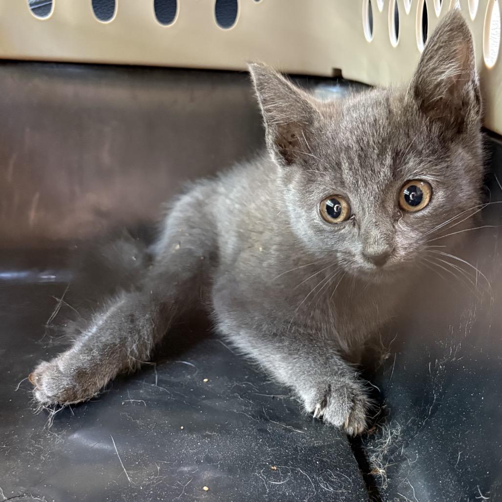 Hopscotch, Adoptable, Kitten Male Domestic Short Hair.