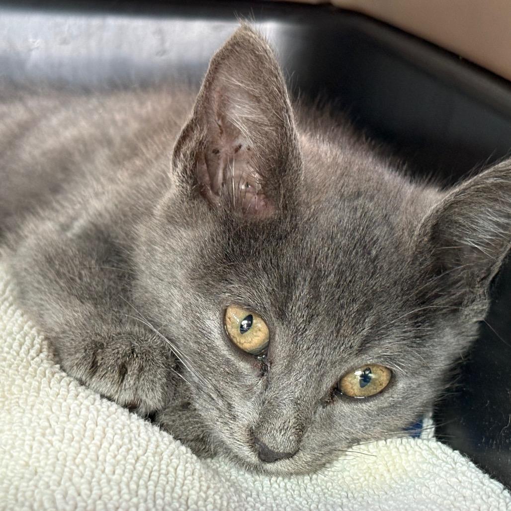 Enlarge Hopscotch, a Adoptable Domestic Short Hair in Winston Salem, NC image 3/4