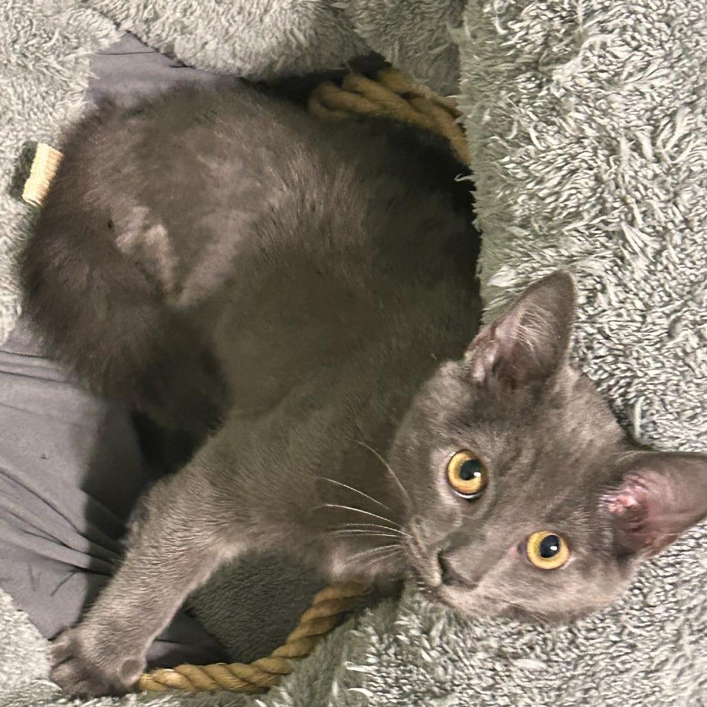 Enlarge Hopscotch, a Adoptable Domestic Short Hair in Winston Salem, NC image 2/4
