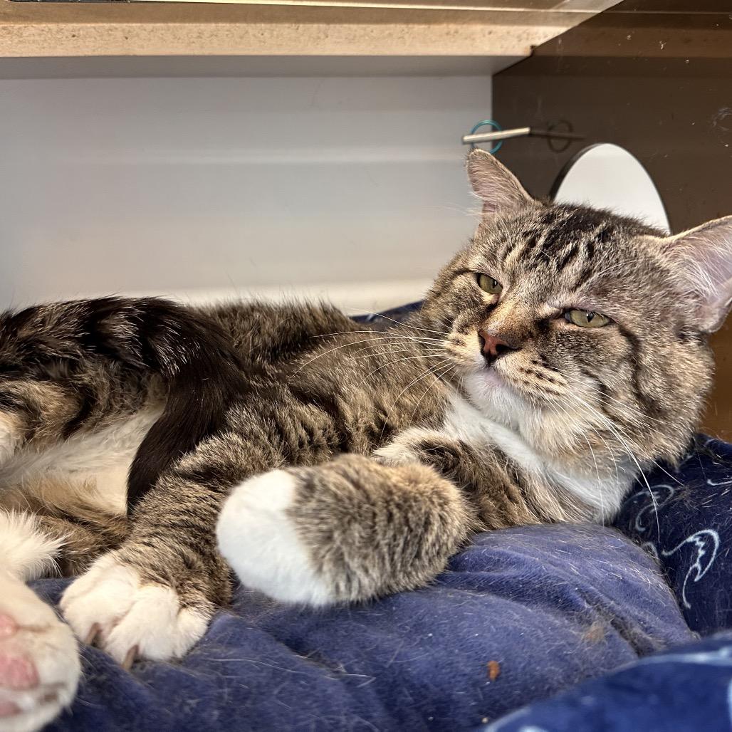 Vader, Adoptable, Adult Male Domestic Medium Hair.