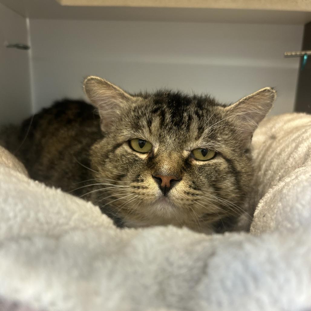 Vader, a Adoptable Domestic Medium Hair in Park City, UT image 2/5