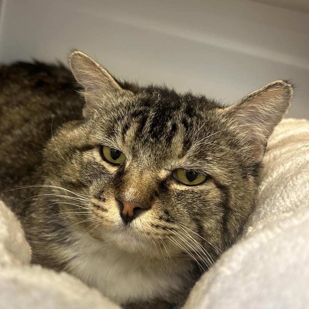 Vader, a Adoptable Domestic Medium Hair in Park City, UT image 3/5