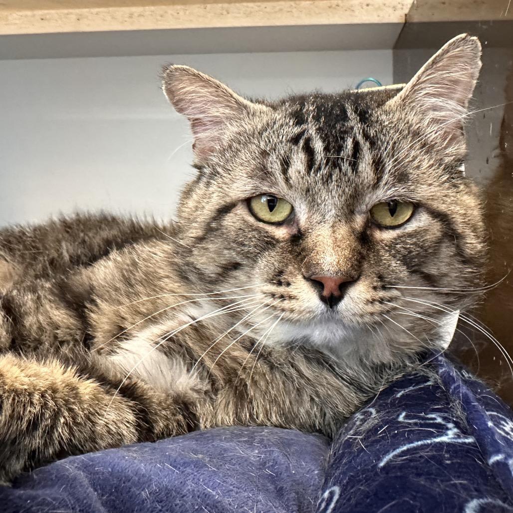 Vader, a Adoptable Domestic Medium Hair in Park City, UT image 4/5