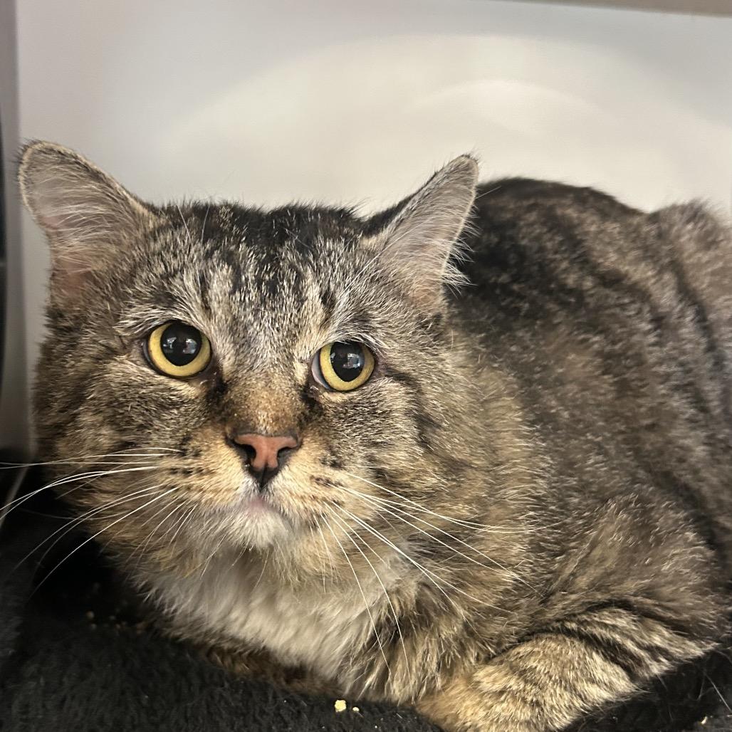Enlarge Vader, a Adoptable Domestic Medium Hair in Park City, UT image 1/2