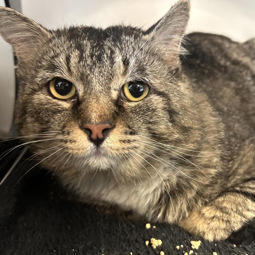 Enlarge Vader, a Adoptable Domestic Medium Hair in Park City, UT image 2/2