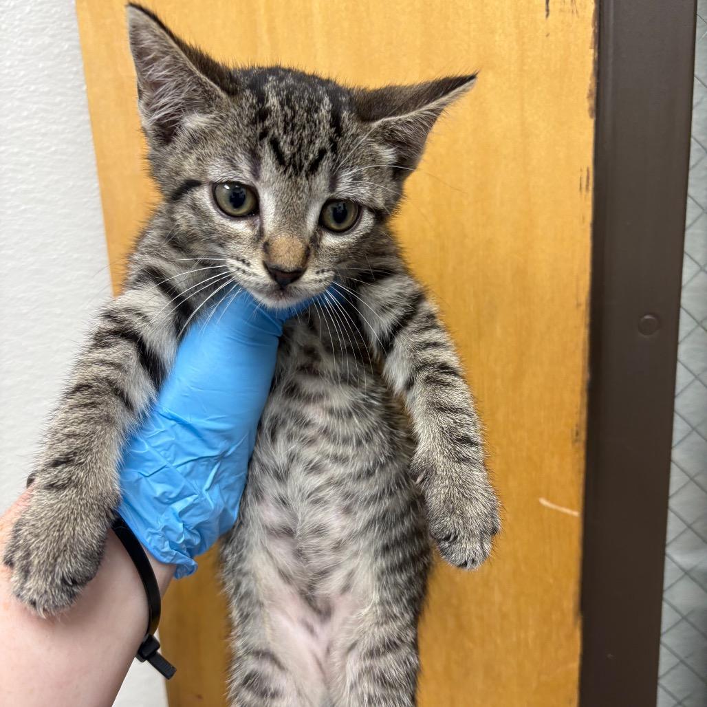 Nadine(At PetSmart Alabaster), Adoptable, Kitten Female Domestic Short Hair.