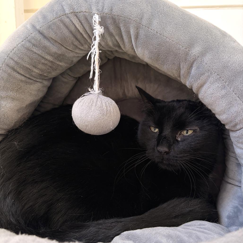 Darrel, a Adoptable Domestic Short Hair in Deerfield, IL image 1/3