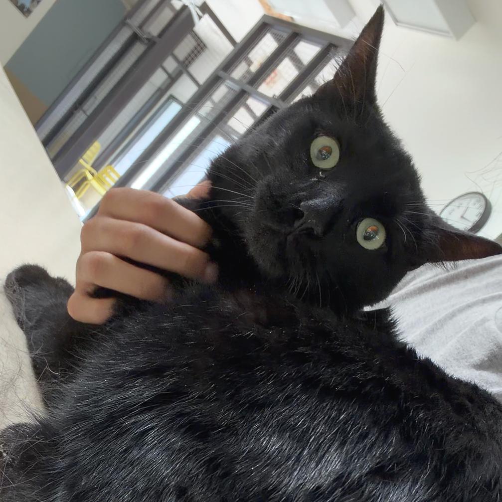Darrel, a Adoptable Domestic Short Hair in Deerfield, IL image 2/3