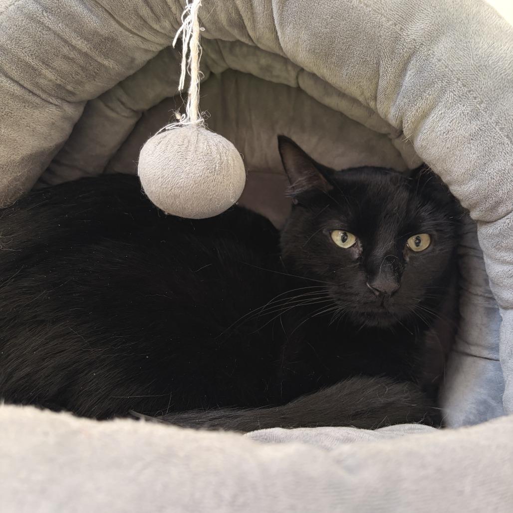 Darrel, a Adoptable Domestic Short Hair in Deerfield, IL image 3/3