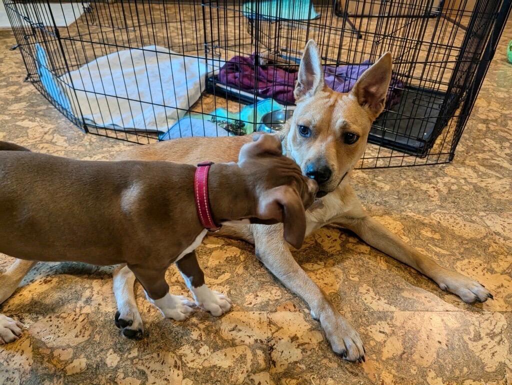 Rosie, a Adoptable mixed breed in Princeton, MA image 1/6