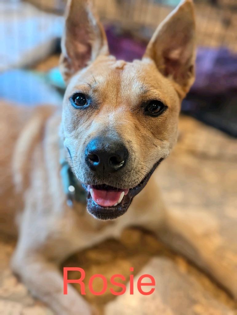 Enlarge Rosie, a Adoptable mixed breed in Princeton, MA image 2/6